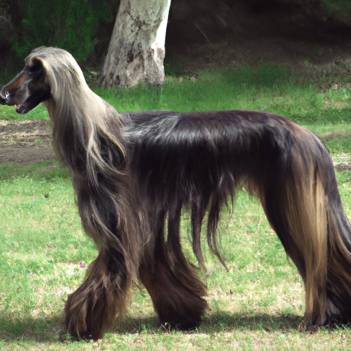 Afghan Hound history and temperament