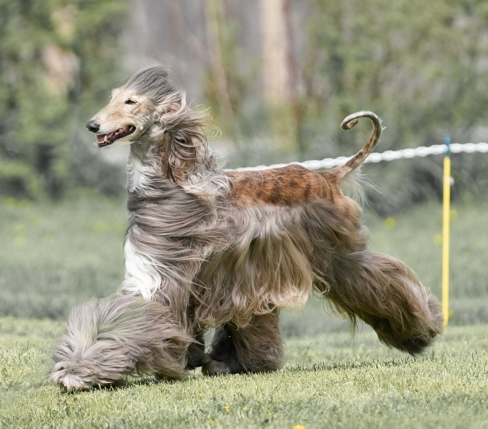 An Afghan Hound standing gracefully in a lush outdoor setting, showcasing its flowing coat and regal posture.