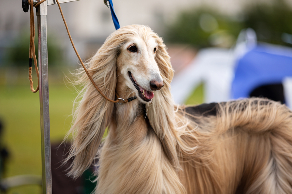 Afghan Hound Exercise Guide Keeping Your Dog Active and Healthy Afghan Hound running gracefully in a green field, showcasing their athletic build and elegant coat.