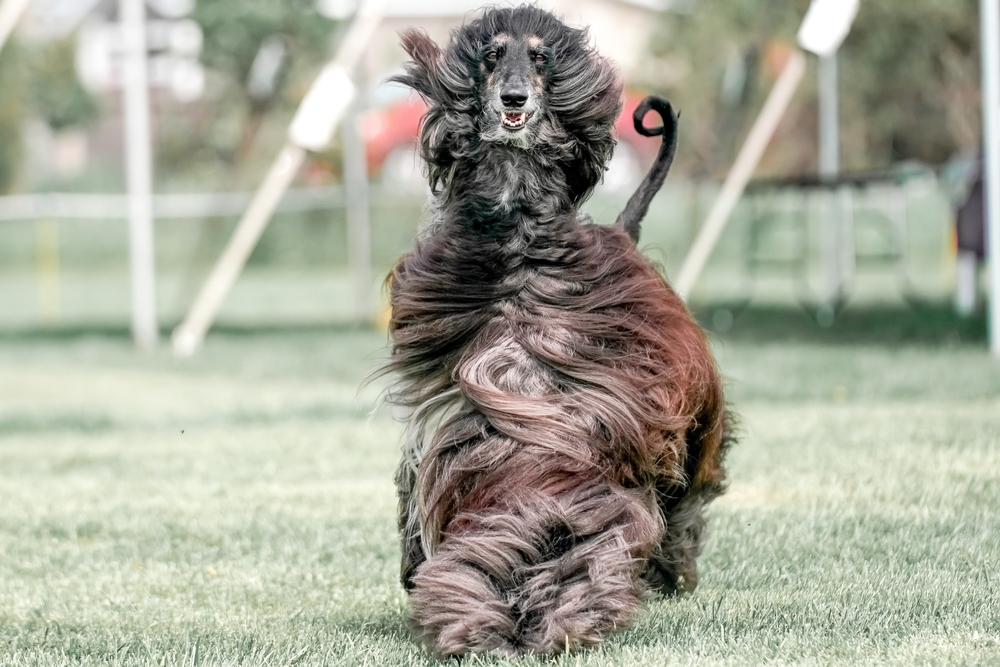 An Afghan Hound standing gracefully in a garden, highlighting its health and well-being, with a luxurious coat and attentive gaze.