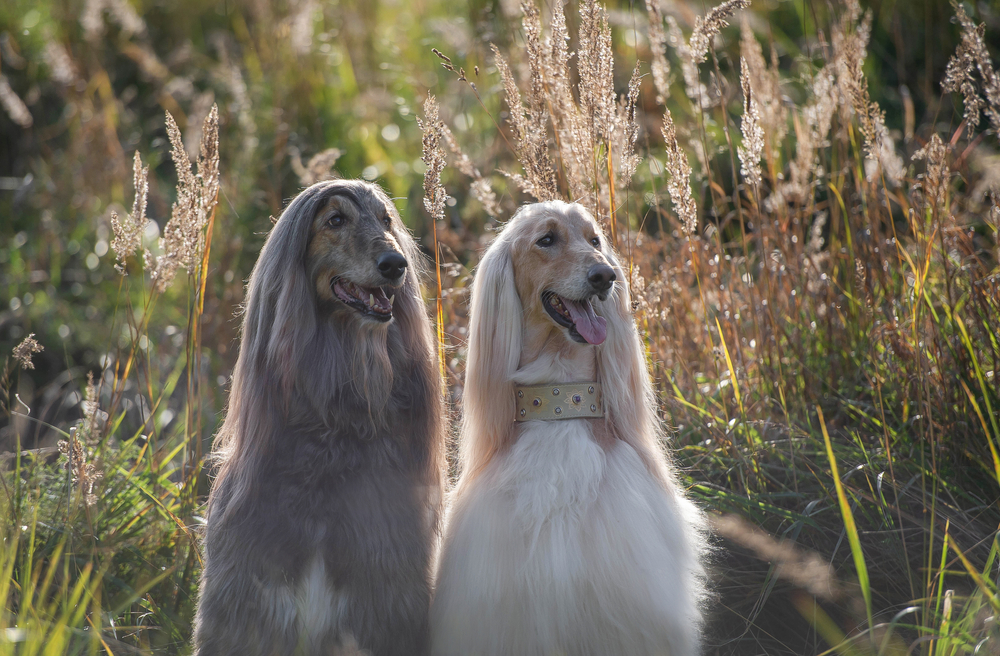 Afghan Hound Parenting – Homemade Food and Care Tips A proud Afghan Hound sitting gracefully in a kitchen, surrounded by fresh ingredients for homemade meals, showcasing care and love for the breed.