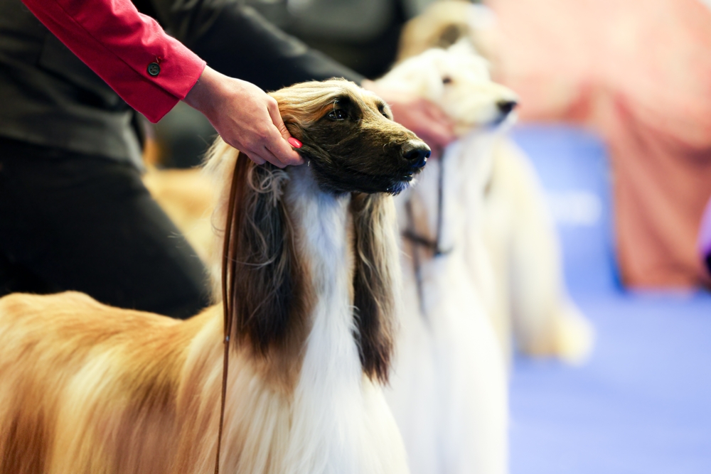 Afghan Hound Shows and Competitions – Celebrating Elegance An Afghan Hound in the show ring, showcasing its stunning coat and graceful movement during a prestigious dog competition.