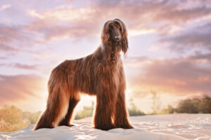 Afghan Hound - The Epitome of Elegance