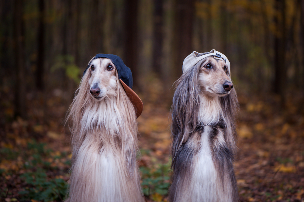 Afghan Hound Themed Gifts and Merchandise – Celebrate Elegance A display of Afghan Hound-themed merchandise, including art prints, apparel, and accessories, showcasing items designed for enthusiasts of this majestic breed.
