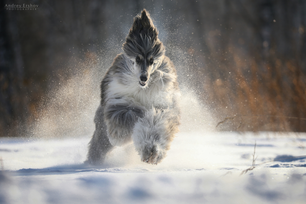 An Afghan Hound on a movie set, showcasing its elegant coat and poised demeanor, representing the breed’s iconic roles in film and television.