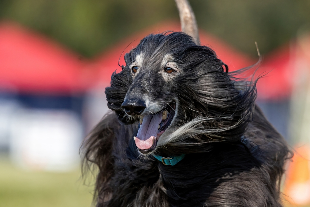 Caring for Senior Afghan Hounds – Aging with Elegance A senior Afghan Hound resting comfortably on an orthopedic bed, showcasing its elegant coat and peaceful demeanor.
