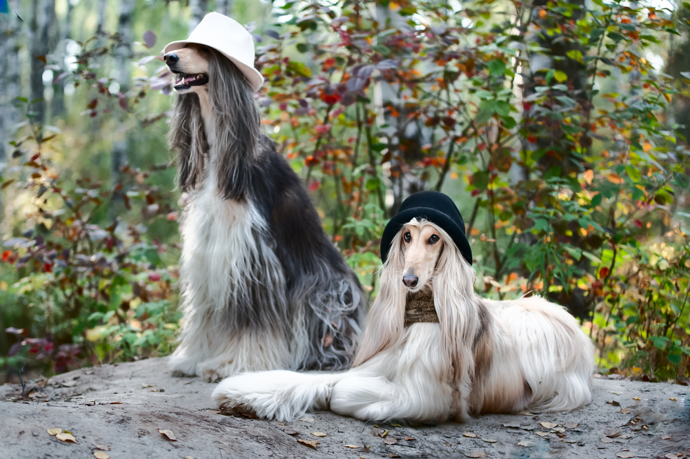 A celebrity walking with an elegant Afghan Hound, showcasing the dog’s flowing coat and regal demeanor in a luxurious outdoor setting.