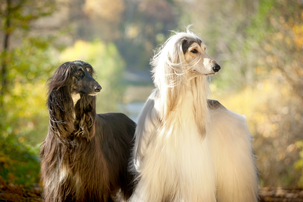 An elegant Afghan Hound practicing leash training with its owner in a park.