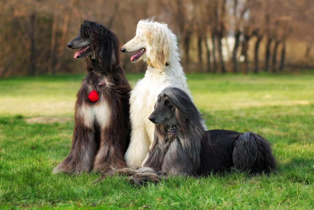 Elegant Afghan Hound with a flowing coat, standing proudly in a scenic outdoor setting,