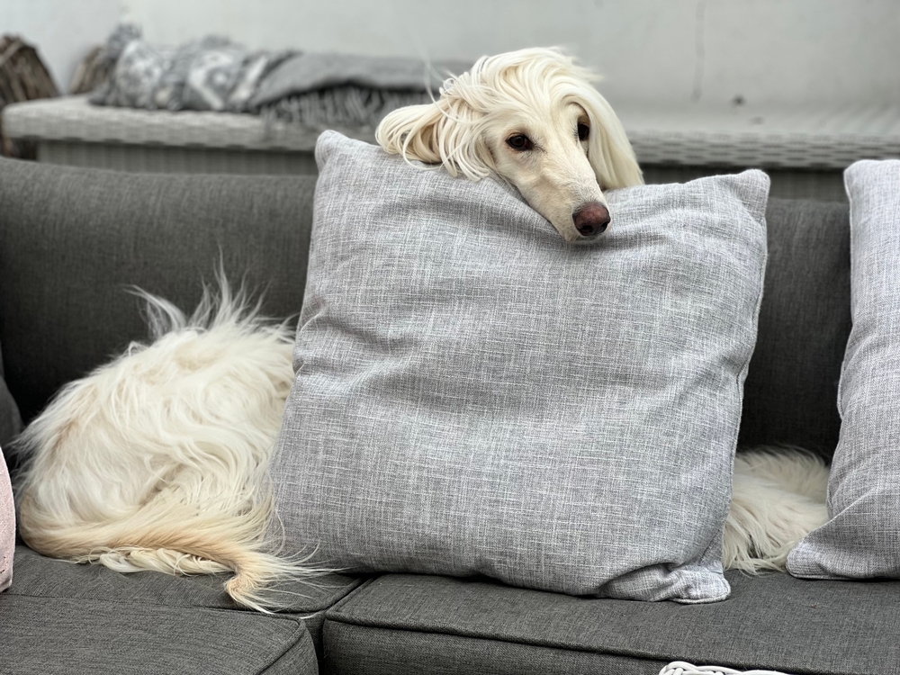 Living with Afghan Hounds Pros and Cons Elegant Afghan Hound lying gracefully with its long coat flowing.