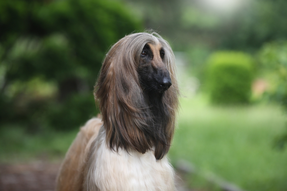 Role of Afghan Hounds in Afghan Culture Afghan Hound standing gracefully in a traditional Afghan setting, symbolizing the breed’s cultural significance and elegance.