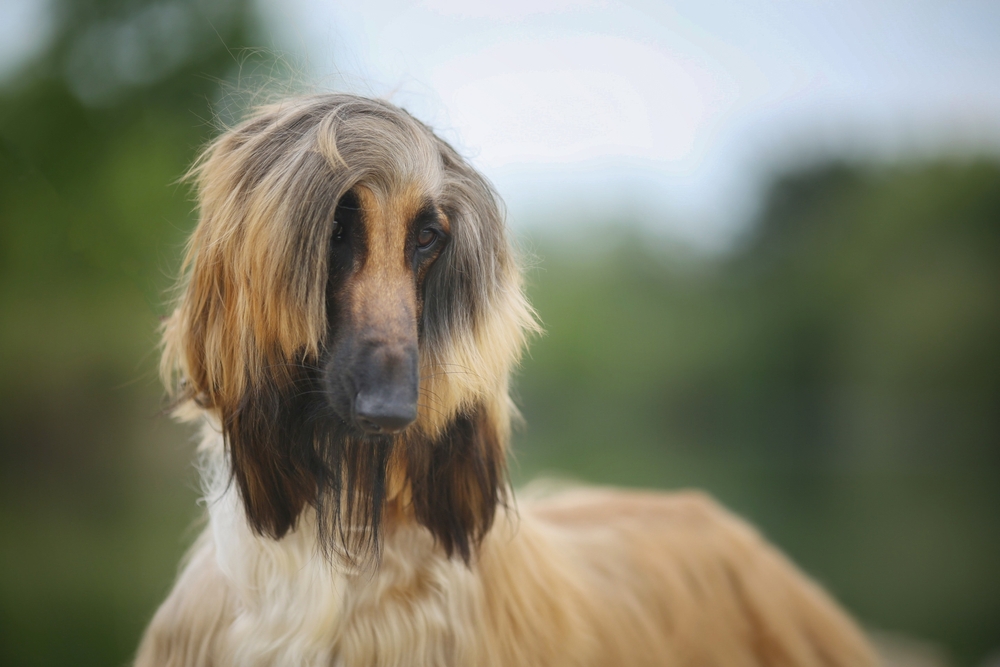 Stories of Famous Afghan Hounds A majestic Afghan Hound with flowing coat standing gracefully in a lush green meadow, exuding elegance and charm.