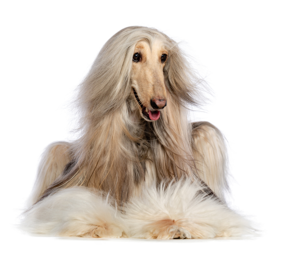 A majestic Afghan Hound with a flowing, silky coat in a golden hue standing gracefully in a lush green field.