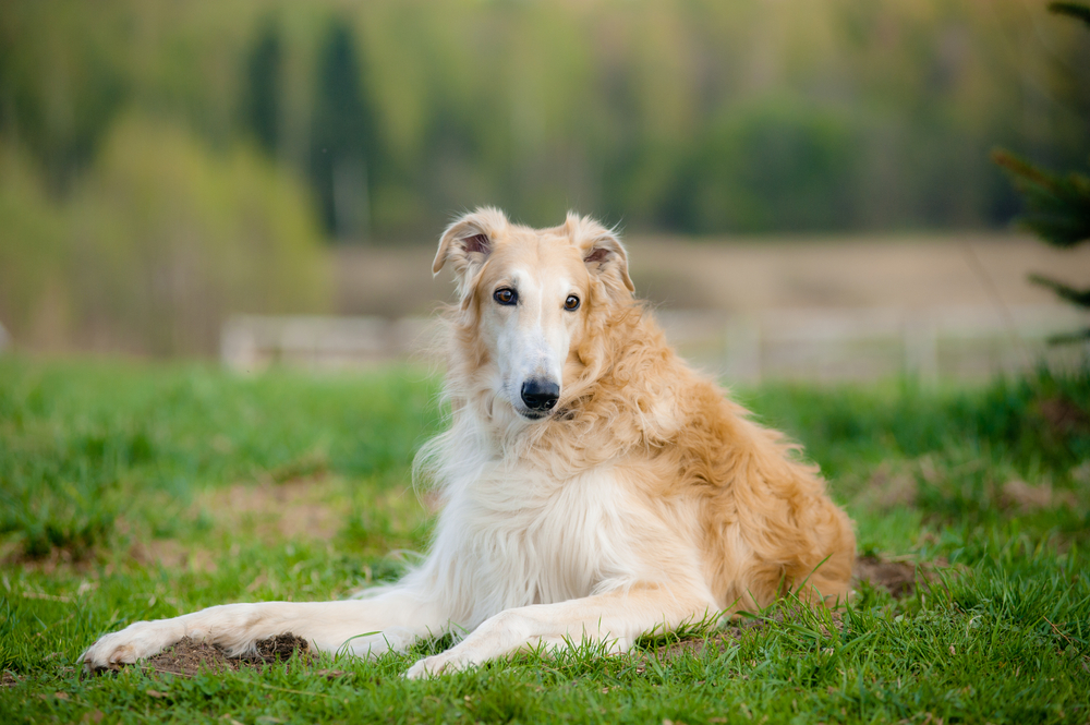 A graceful Afghan Hound sitting outdoors, showcasing its long flowing coat under sunlight.