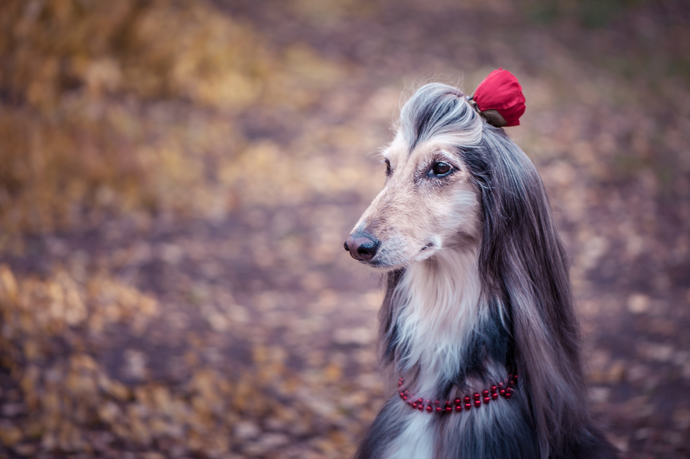 Afghan Hound playing with colorful toys in a sunny garden.