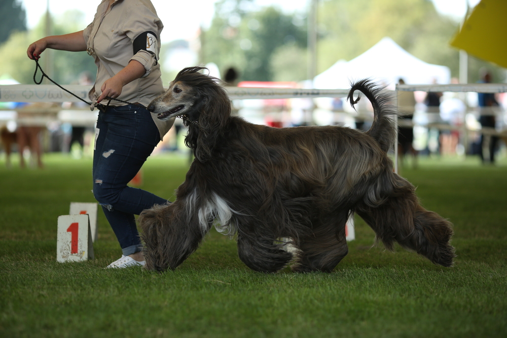 Training Tips for Afghan Hounds An elegant Afghan Hound sitting attentively outdoors, showcasing its intelligence and readiness for training.